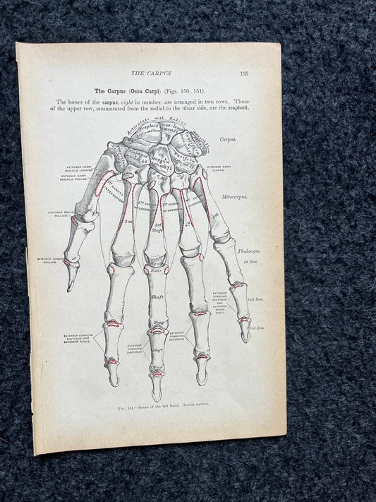 Original 1913 Anatomy Pages of Human Body, Anatomy Physiology Textbook Gifts, Teachers Aid Biology, Heart Brain Lung Art Wall Decoration