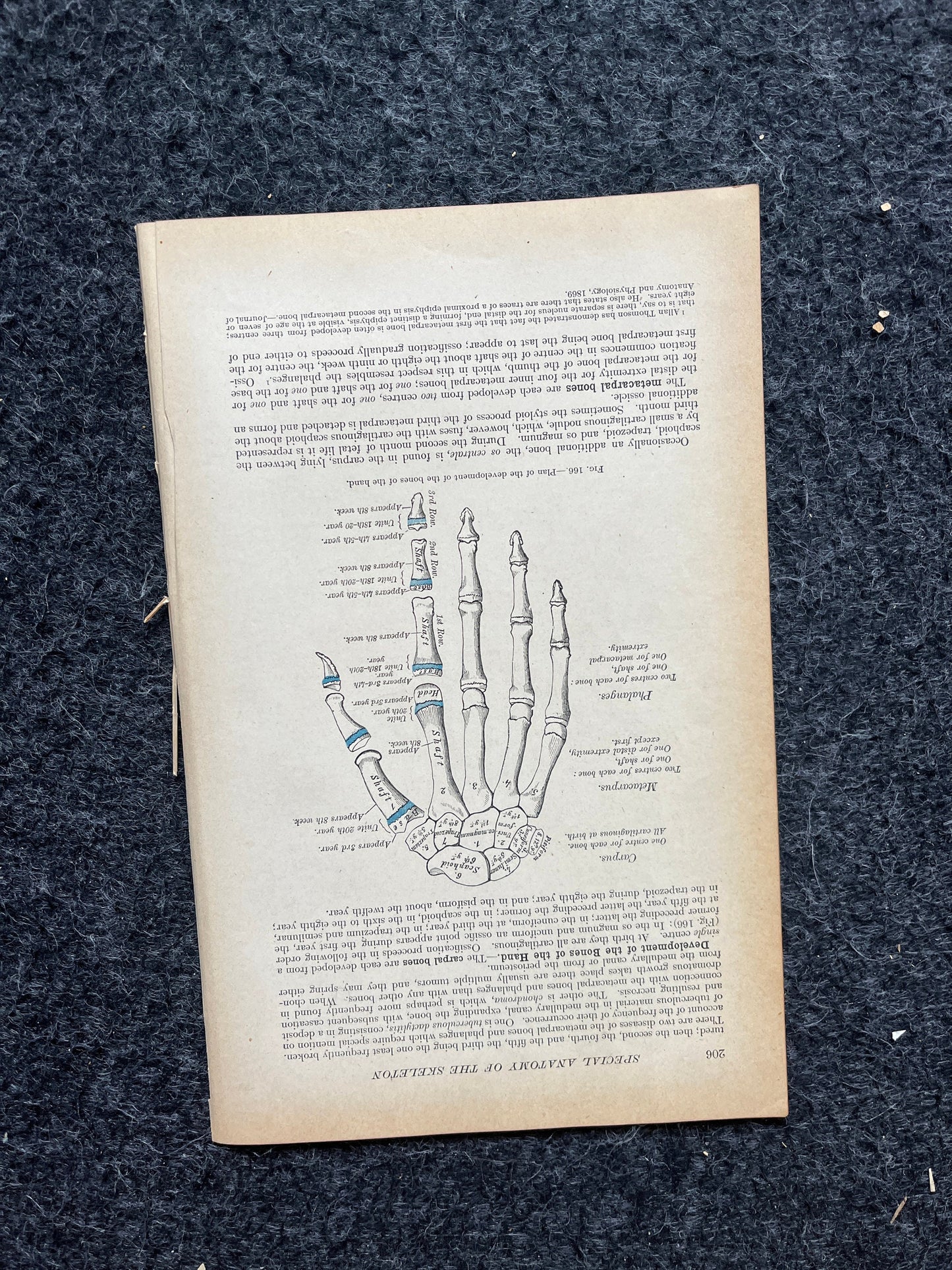 Original 1913 Anatomy Pages of Human Body, Anatomy Physiology Textbook Gifts, Teachers Aid Biology, Heart Brain Lung Art Wall Decoration