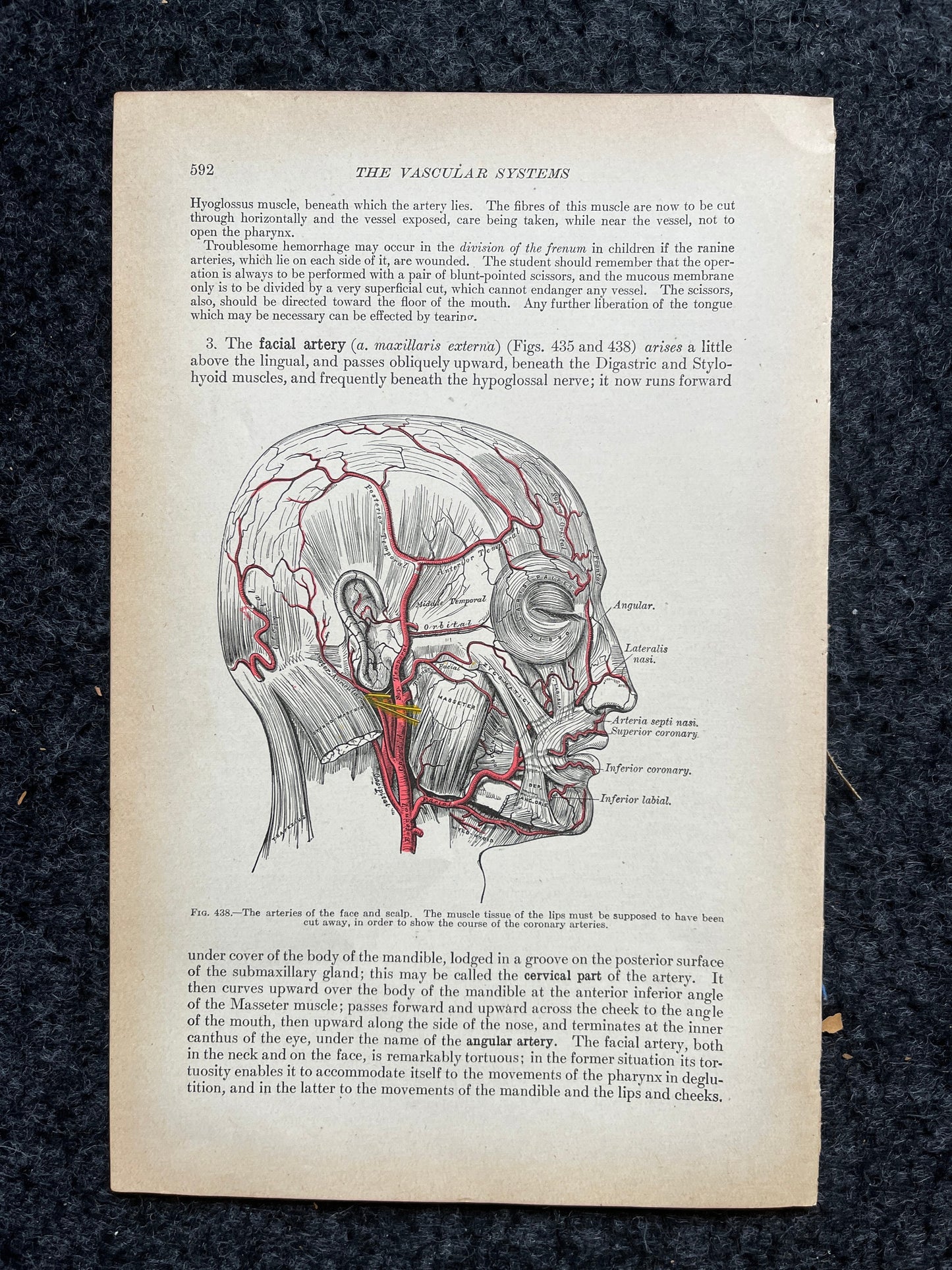 Original 1913 Anatomy Pages of Human Body, Anatomy Physiology Textbook Gifts, Teachers Aid Biology, Heart Brain Lung Art Wall Decoration