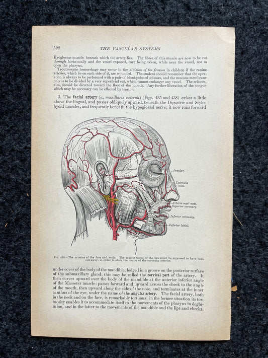 Original 1913 Anatomy Pages of Human Body, Anatomy Physiology Textbook Gifts, Teachers Aid Biology, Heart Brain Lung Art Wall Decoration