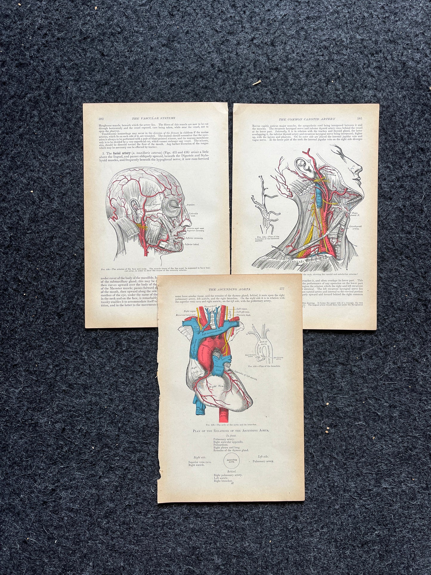 Original 1913 Anatomy Pages of Human Body, Anatomy Physiology Textbook Gifts, Teachers Aid Biology, Heart Brain Lung Art Wall Decoration