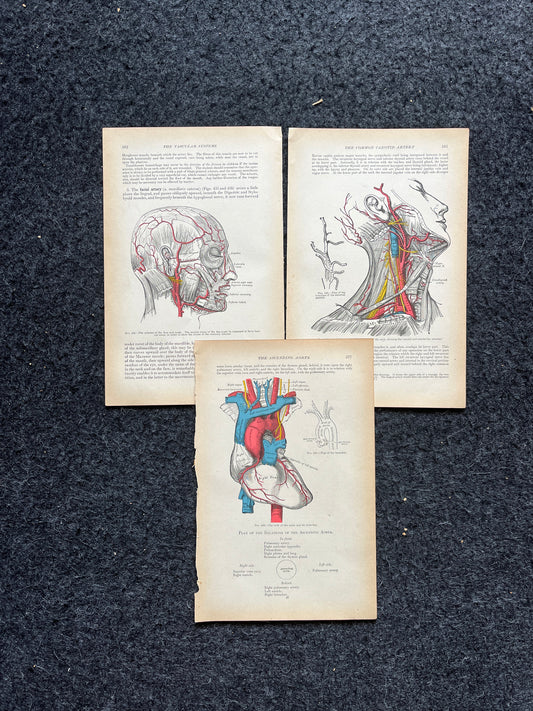 Original 1913 Anatomy Pages of Human Body, Anatomy Physiology Textbook Gifts, Teachers Aid Biology, Heart Brain Lung Art Wall Decoration