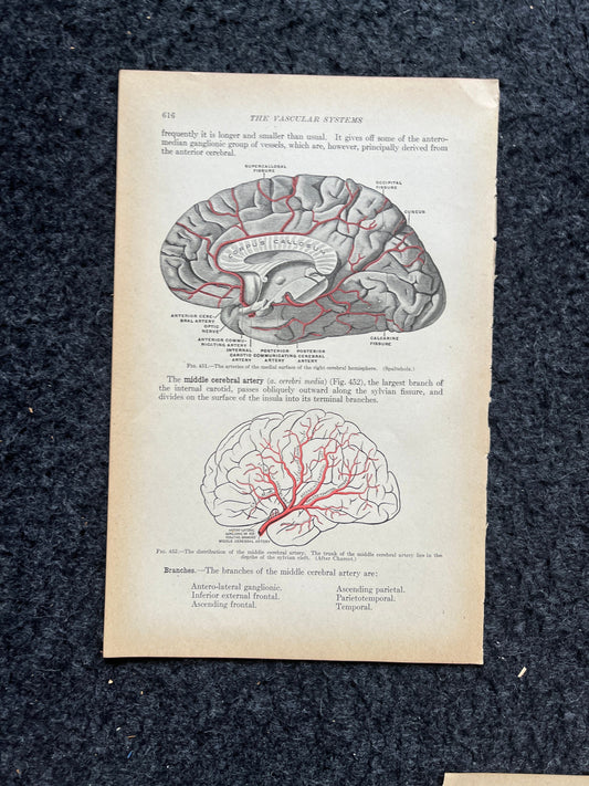 Original 1913 Anatomy Pages of Human Body, Anatomy Physiology Textbook Gifts, Teachers Aid Biology, Heart Brain Lung Art Wall Decoration