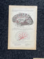 Original 1913 Anatomy Pages of Human Body, Anatomy Physiology Textbook Gifts, Teachers Aid Biology, Heart Brain Lung Art Wall Decoration