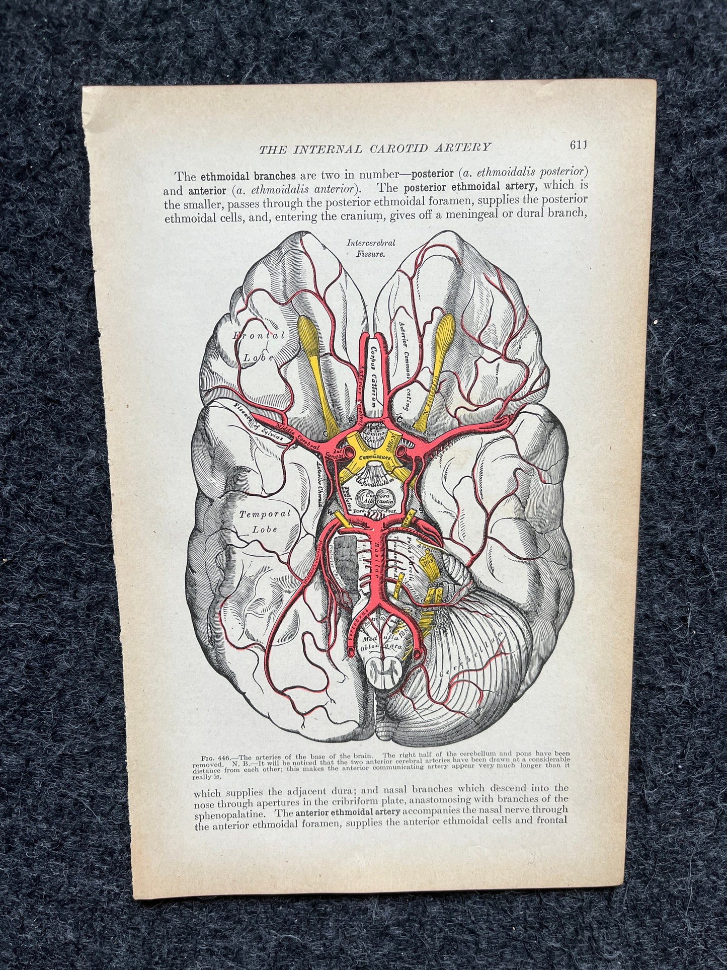 Original 1913 Anatomy Pages of Human Body, Anatomy Physiology Textbook Gifts, Teachers Aid Biology, Heart Brain Lung Art Wall Decoration