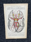 Original 1913 Anatomy Pages of Human Body, Anatomy Physiology Textbook Gifts, Teachers Aid Biology, Heart Brain Lung Art Wall Decoration