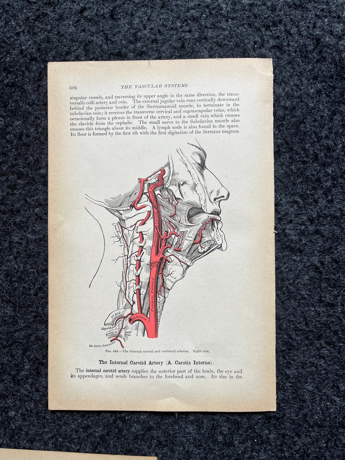 Original 1913 Anatomy Pages of Human Body, Anatomy Physiology Textbook Gifts, Teachers Aid Biology, Heart Brain Lung Art Wall Decoration