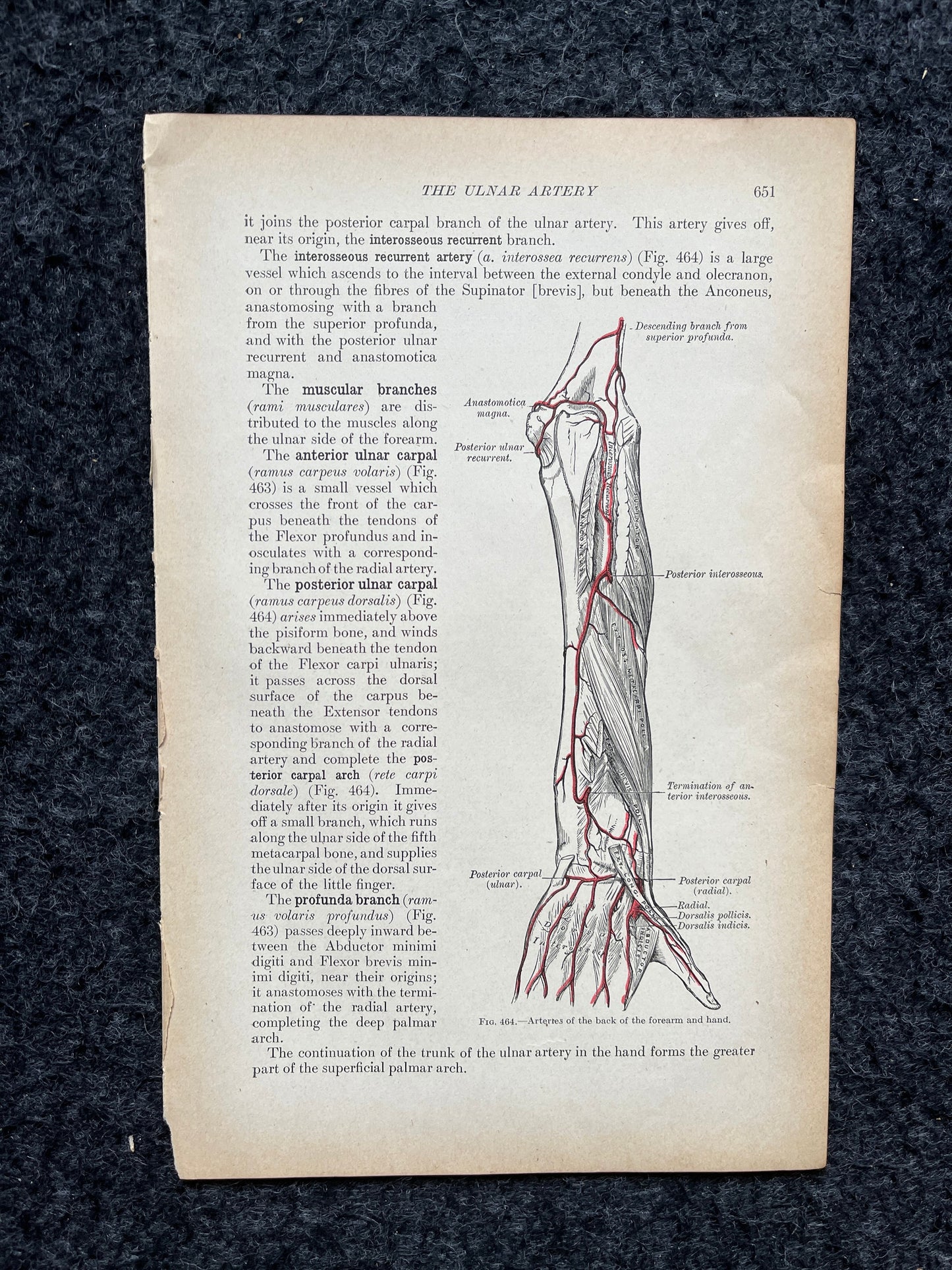 Original 1913 Anatomy Pages of Human Body, Anatomy Physiology Textbook Gifts, Teachers Aid Biology, Heart Brain Lung Art Wall Decoration