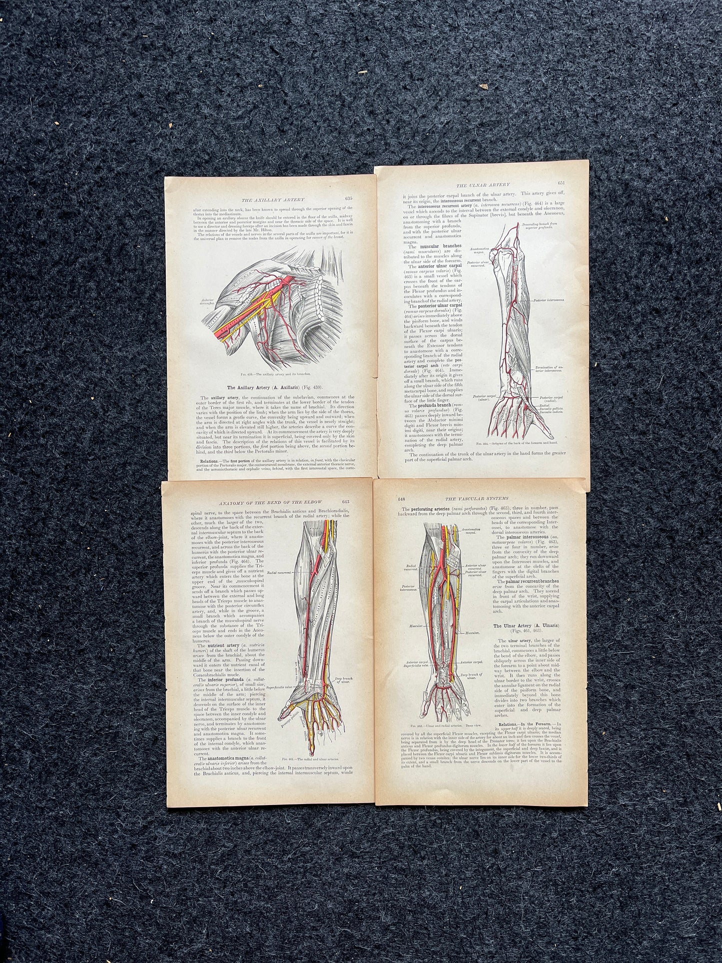 Original 1913 Anatomy Pages of Human Body, Anatomy Physiology Textbook Gifts, Teachers Aid Biology, Heart Brain Lung Art Wall Decoration