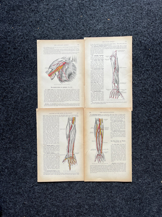 Original 1913 Anatomy Pages of Human Body, Anatomy Physiology Textbook Gifts, Teachers Aid Biology, Heart Brain Lung Art Wall Decoration