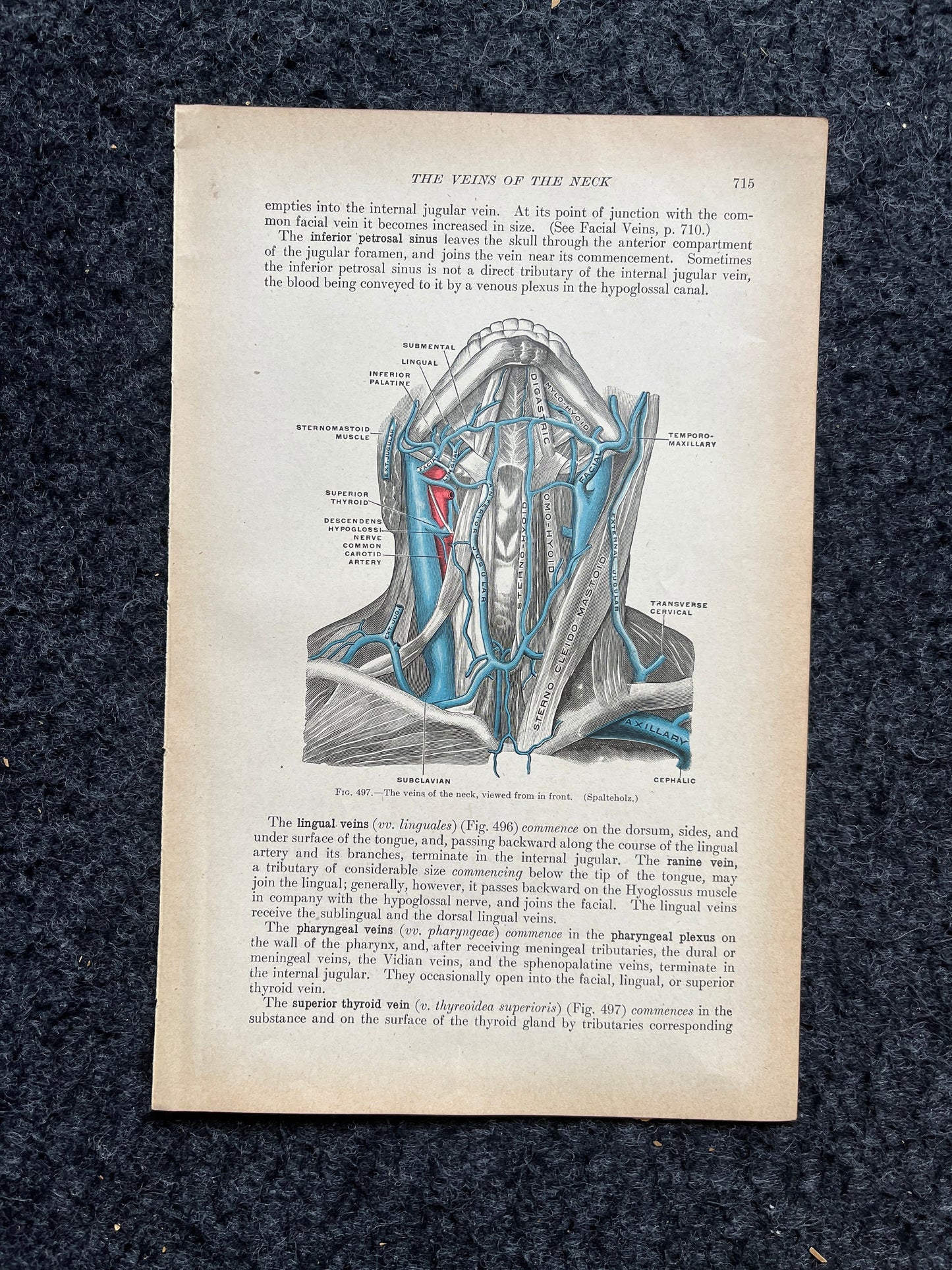 Original 1913 Anatomy Pages of Human Body, Anatomy Physiology Textbook Gifts, Teachers Aid Biology, Heart Brain Lung Art Wall Decoration