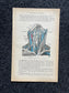 Original 1913 Anatomy Pages of Human Body, Anatomy Physiology Textbook Gifts, Teachers Aid Biology, Heart Brain Lung Art Wall Decoration