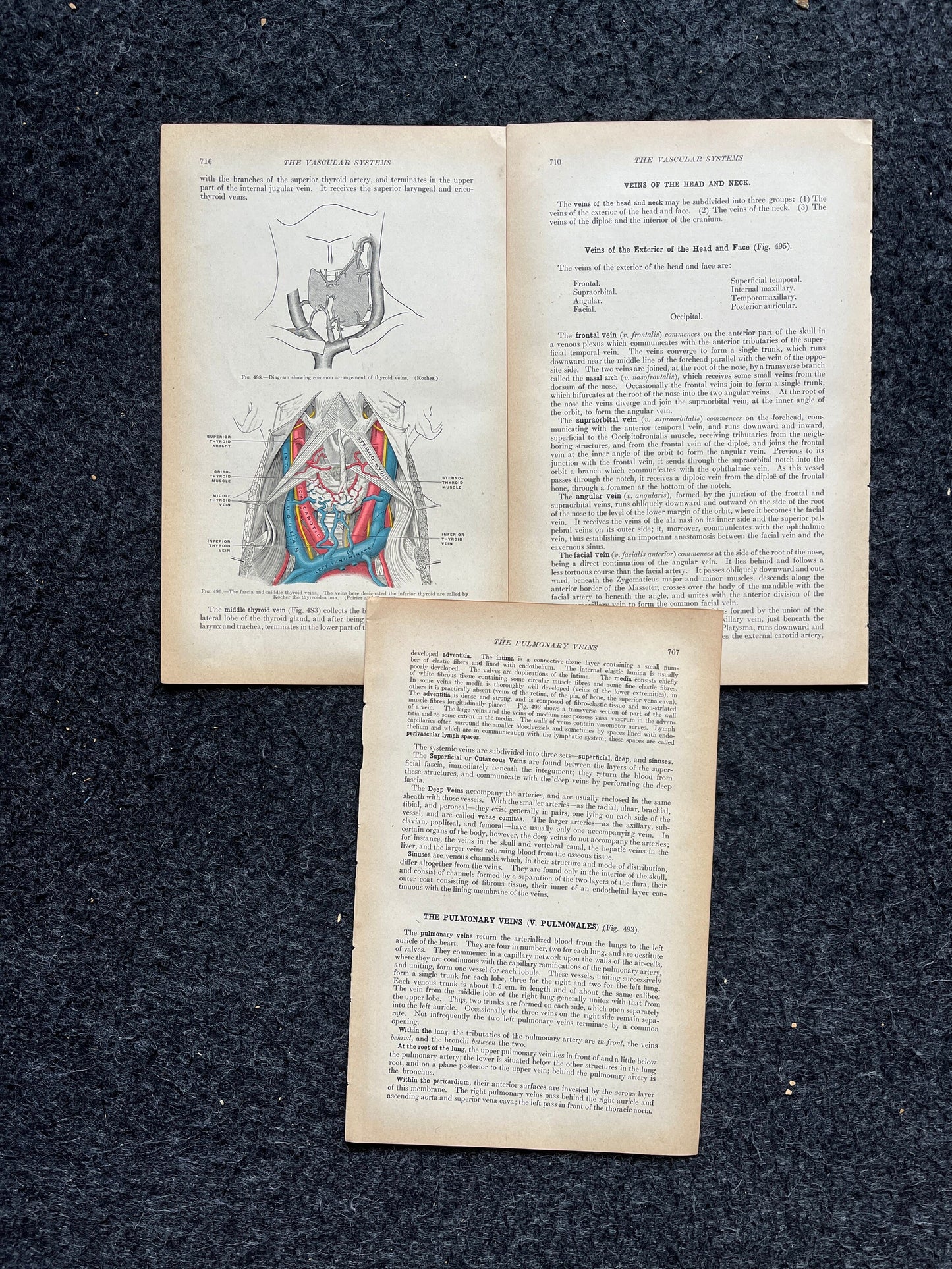 Original 1913 Anatomy Pages of Human Body, Anatomy Physiology Textbook Gifts, Teachers Aid Biology, Heart Brain Lung Art Wall Decoration