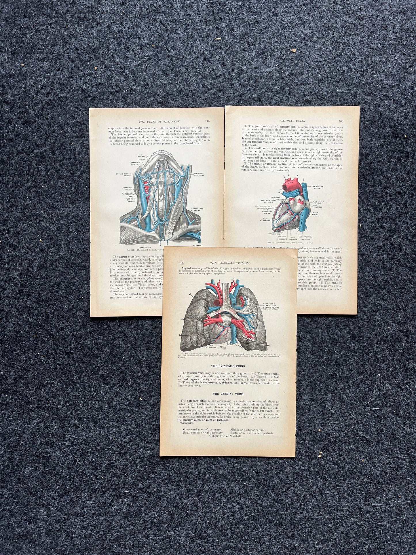 Original 1913 Anatomy Pages of Human Body, Anatomy Physiology Textbook Gifts, Teachers Aid Biology, Heart Brain Lung Art Wall Decoration