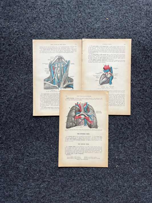Original 1913 Anatomy Pages of Human Body, Anatomy Physiology Textbook Gifts, Teachers Aid Biology, Heart Brain Lung Art Wall Decoration