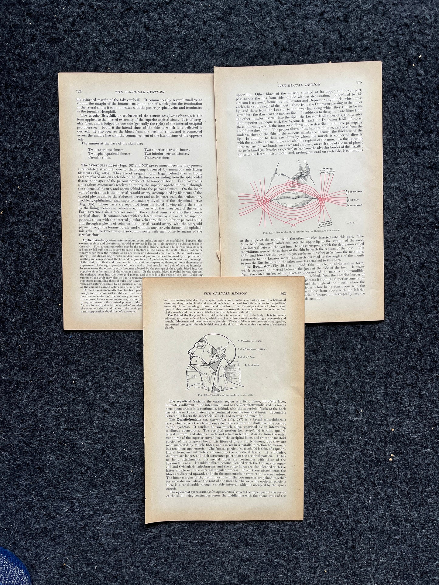 Original 1913 Anatomy Pages of Human Body, Anatomy Physiology Textbook Gifts, Teachers Aid Biology, Heart Brain Lung Art Wall Decoration