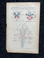 Original 1913 Anatomy Pages of Human Body, Anatomy Physiology Textbook Gifts, Teachers Aid Biology, Heart Brain Lung Art Wall Decoration