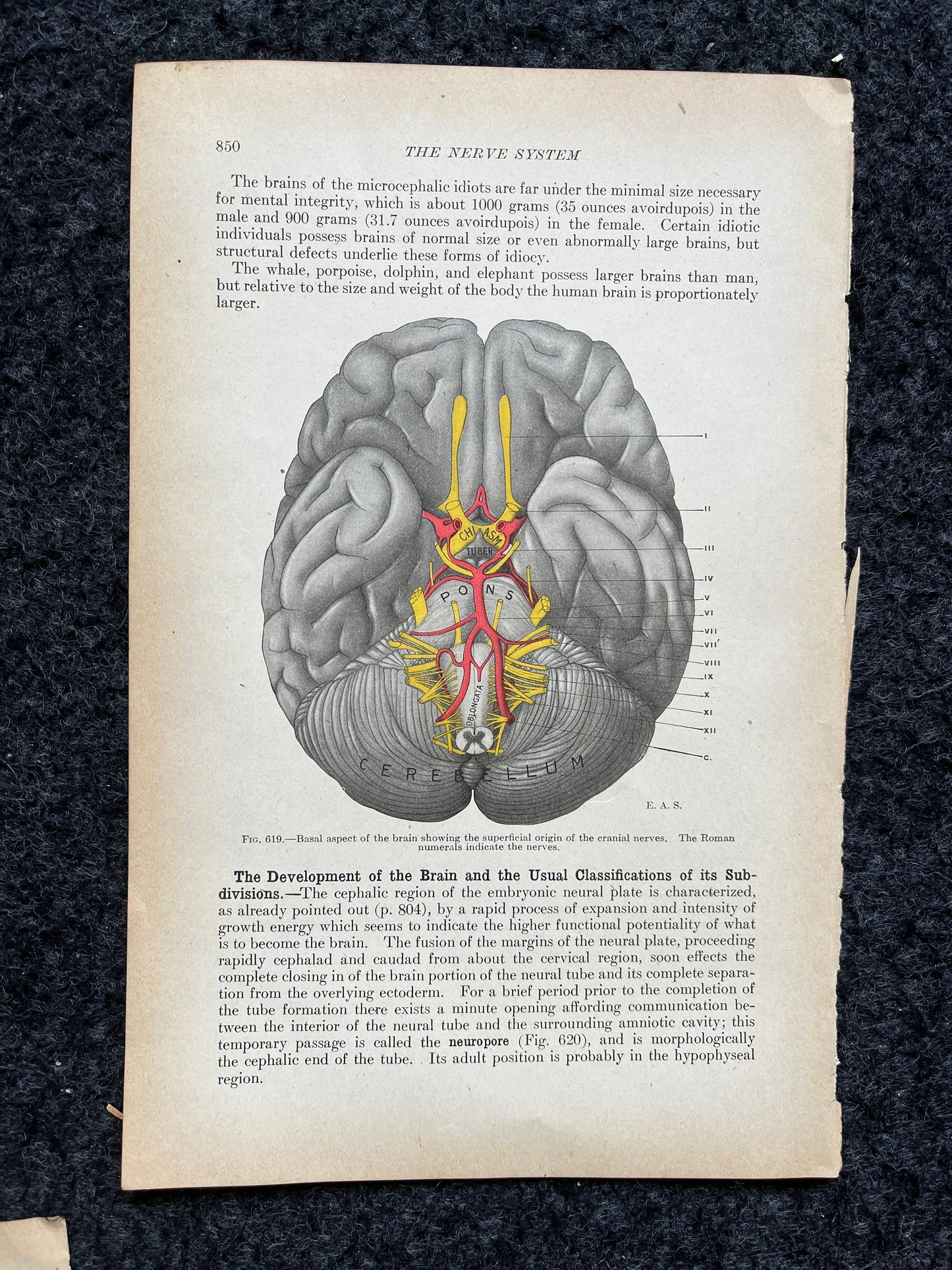 Original 1913 Anatomy Pages of Human Body, Anatomy Physiology Textbook Gifts, Teachers Aid Biology, Heart Brain Lung Art Wall Decoration