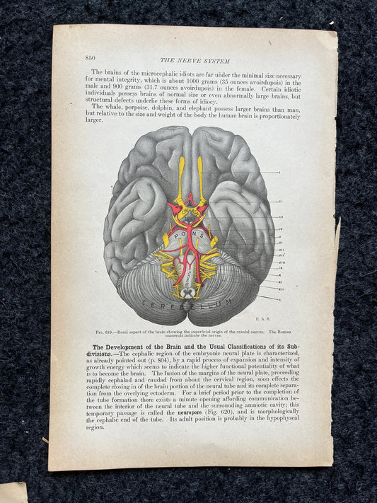Original 1913 Anatomy Pages of Human Body, Anatomy Physiology Textbook Gifts, Teachers Aid Biology, Heart Brain Lung Art Wall Decoration