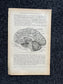 Original 1913 Anatomy Pages of Human Body, Anatomy Physiology Textbook Gifts, Teachers Aid Biology, Heart Brain Lung Art Wall Decoration