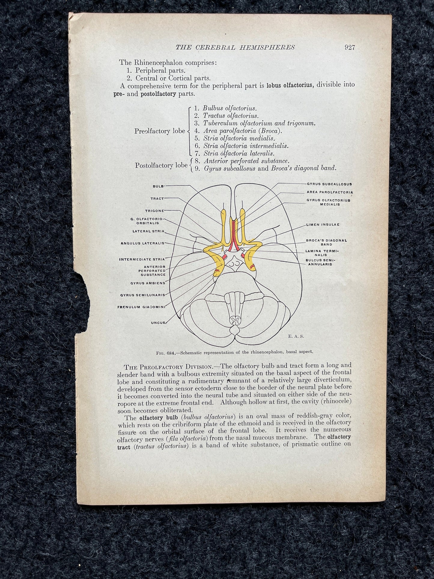 Original 1913 Anatomy Pages of Human Body, Anatomy Physiology Textbook Gifts, Teachers Aid Biology, Heart Brain Lung Art Wall Decoration