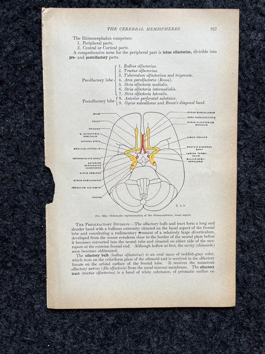Original 1913 Anatomy Pages of Human Body, Anatomy Physiology Textbook Gifts, Teachers Aid Biology, Heart Brain Lung Art Wall Decoration