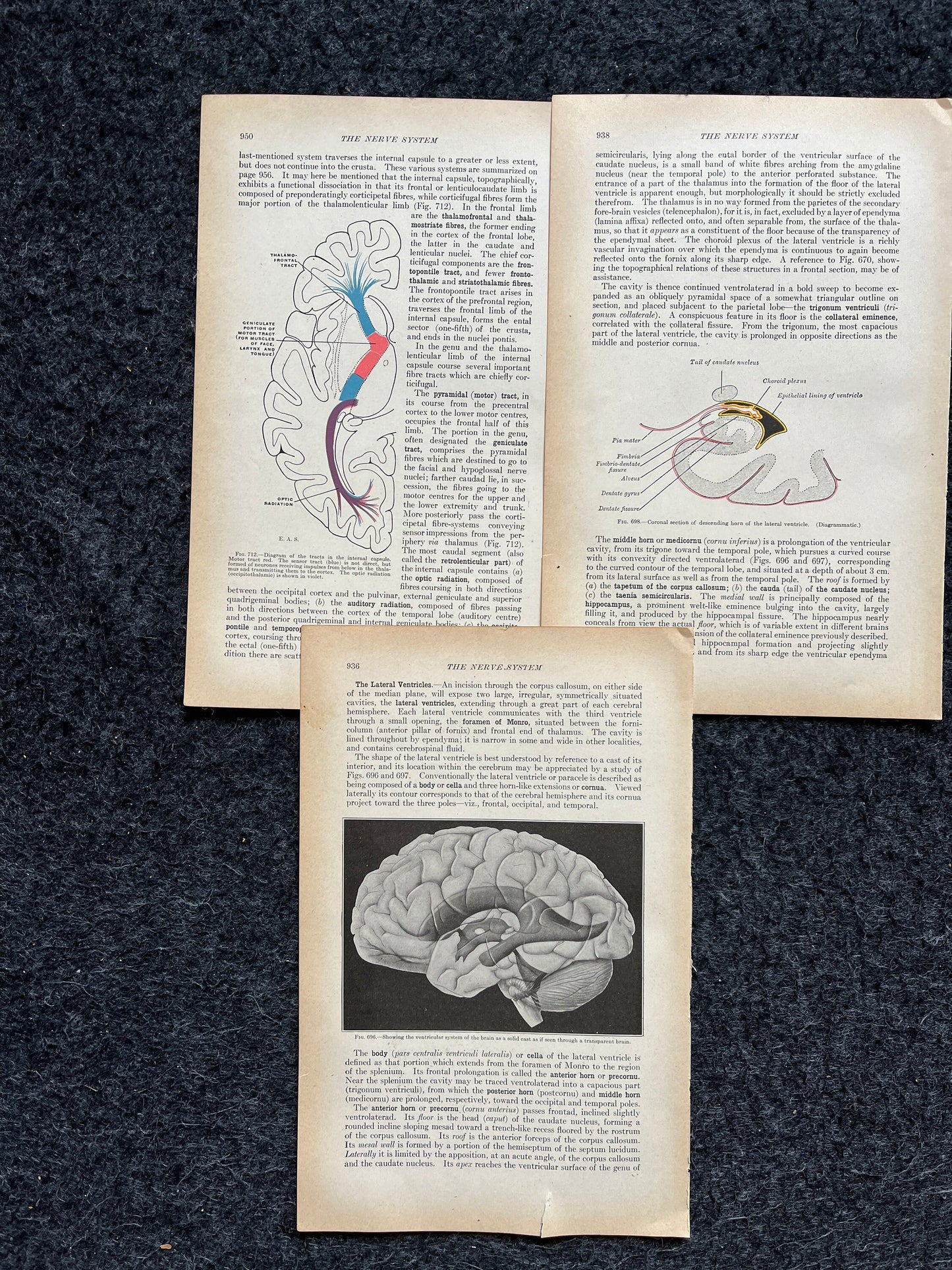 Original 1913 Anatomy Pages of Human Body, Anatomy Physiology Textbook Gifts, Teachers Aid Biology, Heart Brain Lung Art Wall Decoration