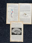 Original 1913 Anatomy Pages of Human Body, Anatomy Physiology Textbook Gifts, Teachers Aid Biology, Heart Brain Lung Art Wall Decoration