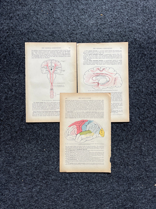 Original 1913 Anatomy Pages of Human Body, Anatomy Physiology Textbook Gifts, Teachers Aid Biology, Heart Brain Lung Art Wall Decoration