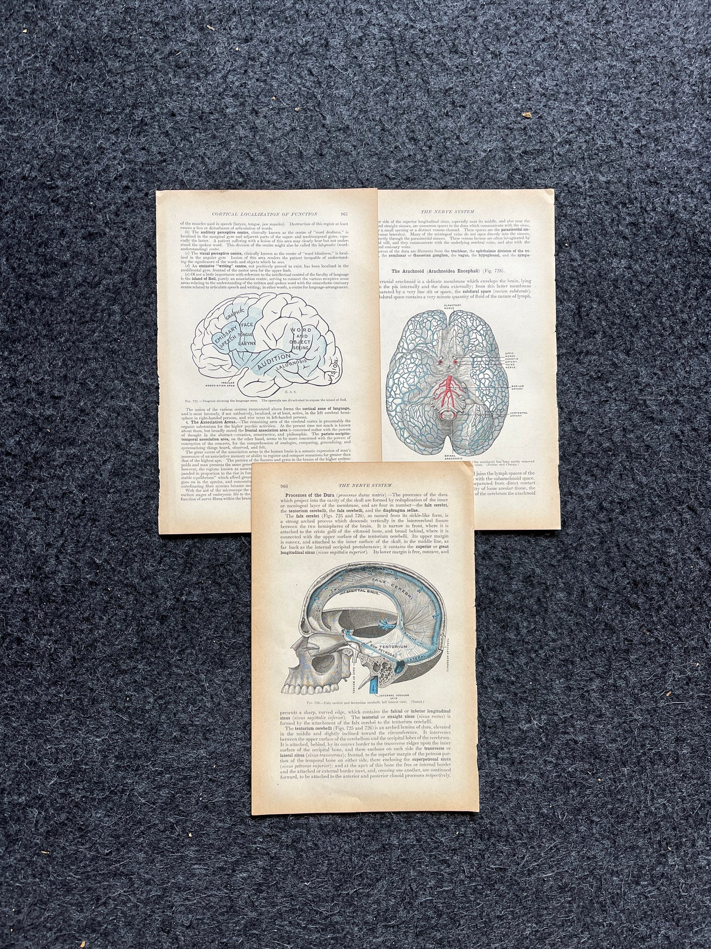 Original 1913 Anatomy Pages of Human Body, Anatomy Physiology Textbook Gifts, Teachers Aid Biology, Heart Brain Lung Art Wall Decoration