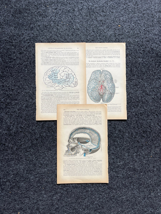 Original 1913 Anatomy Pages of Human Body, Anatomy Physiology Textbook Gifts, Teachers Aid Biology, Heart Brain Lung Art Wall Decoration