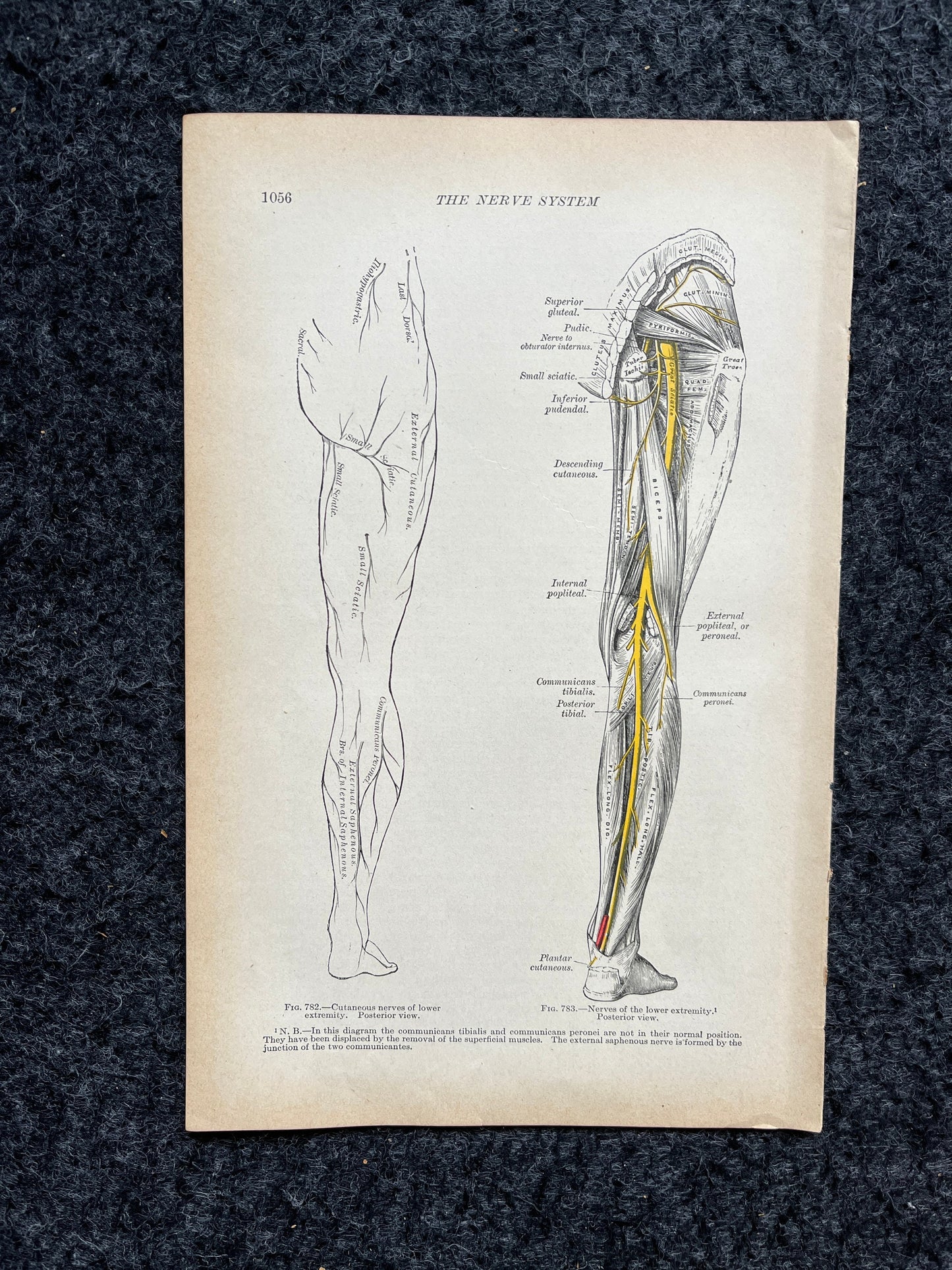 Original 1913 Anatomy Pages of Human Body, Anatomy Physiology Textbook Gifts, Teachers Aid Biology, Heart Brain Lung Art Wall Decoration