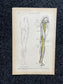 Original 1913 Anatomy Pages of Human Body, Anatomy Physiology Textbook Gifts, Teachers Aid Biology, Heart Brain Lung Art Wall Decoration