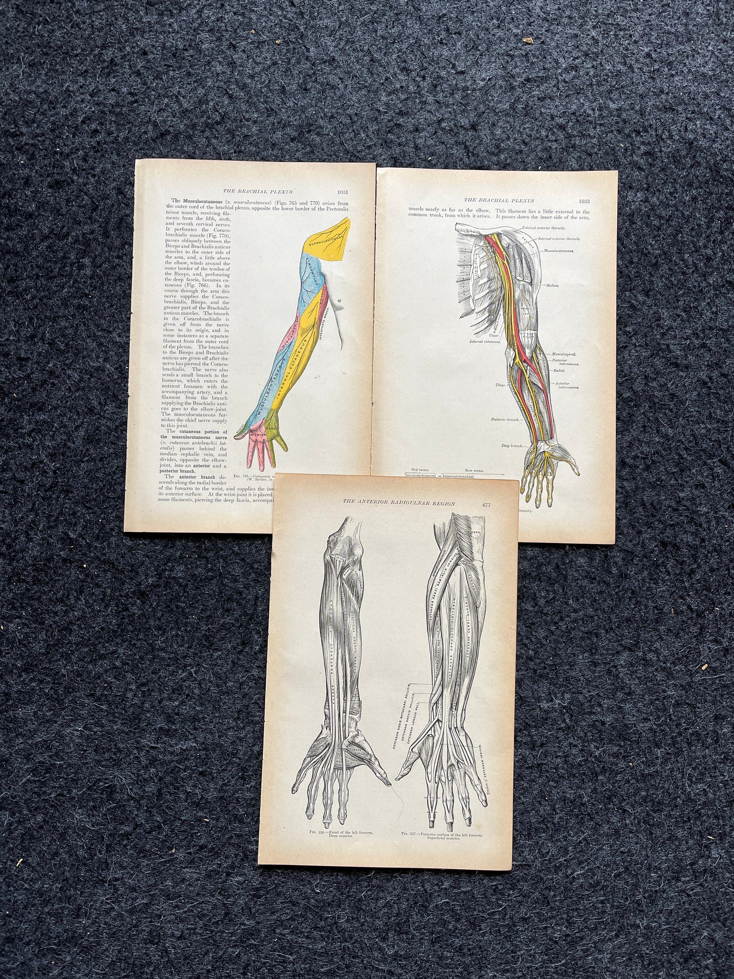 Original 1913 Anatomy Pages of Human Body, Anatomy Physiology Textbook Gifts, Teachers Aid Biology, Heart Brain Lung Art Wall Decoration