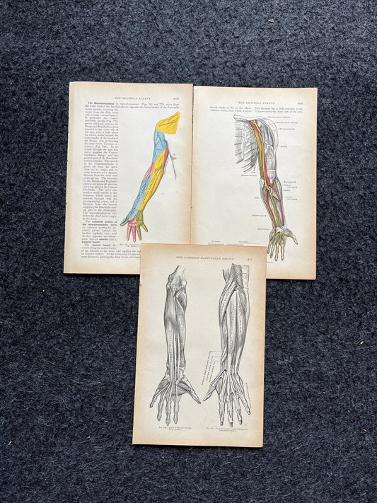Original 1913 Anatomy Pages of Human Body, Anatomy Physiology Textbook Gifts, Teachers Aid Biology, Heart Brain Lung Art Wall Decoration
