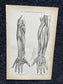 Original 1913 Anatomy Pages of Human Body, Anatomy Physiology Textbook Gifts, Teachers Aid Biology, Heart Brain Lung Art Wall Decoration