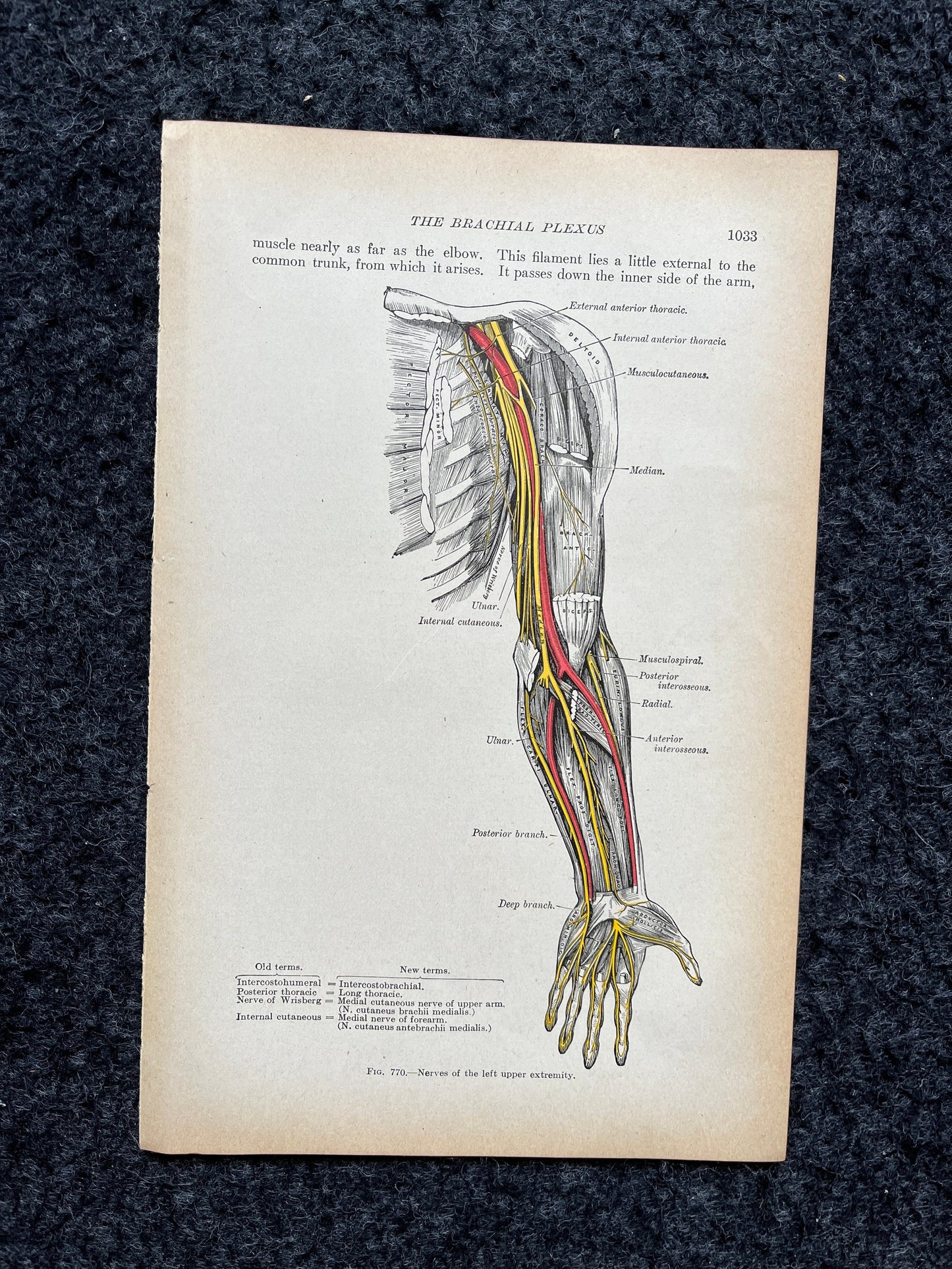 Original 1913 Anatomy Pages of Human Body, Anatomy Physiology Textbook Gifts, Teachers Aid Biology, Heart Brain Lung Art Wall Decoration
