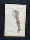 Original 1913 Anatomy Pages of Human Body, Anatomy Physiology Textbook Gifts, Teachers Aid Biology, Heart Brain Lung Art Wall Decoration