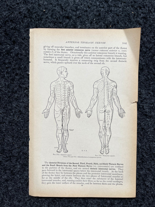 Original 1913 Anatomy Pages of Human Body, Anatomy Physiology Textbook Gifts, Teachers Aid Biology, Heart Brain Lung Art Wall Decoration