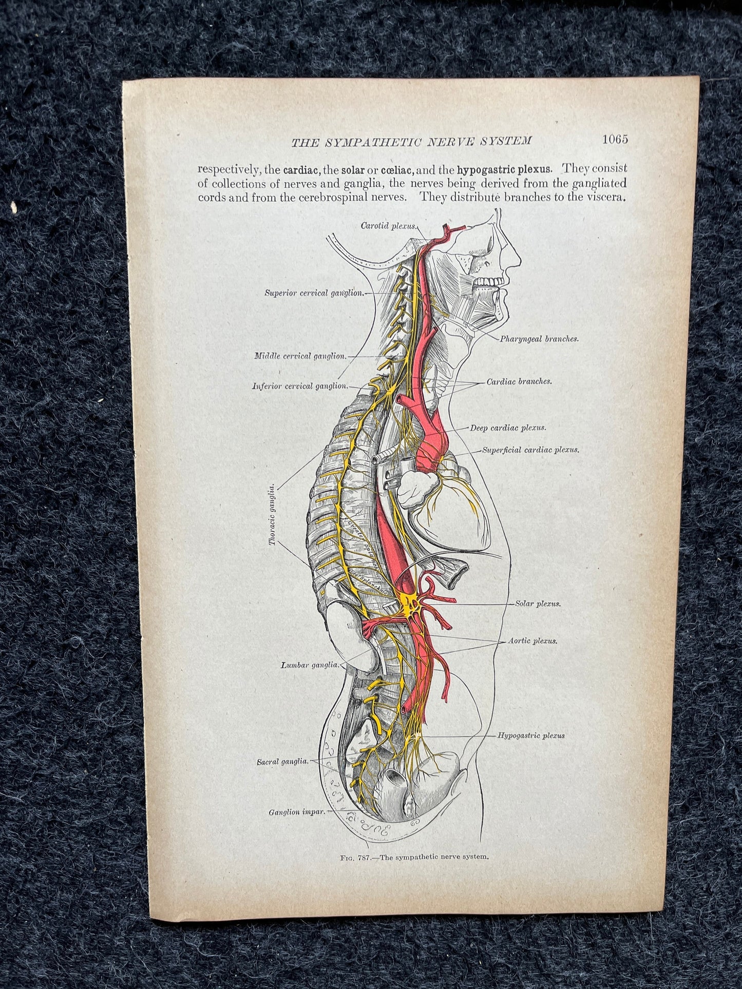 Original 1913 Anatomy Pages of Human Body, Anatomy Physiology Textbook Gifts, Teachers Aid Biology, Heart Brain Lung Art Wall Decoration