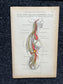 Original 1913 Anatomy Pages of Human Body, Anatomy Physiology Textbook Gifts, Teachers Aid Biology, Heart Brain Lung Art Wall Decoration