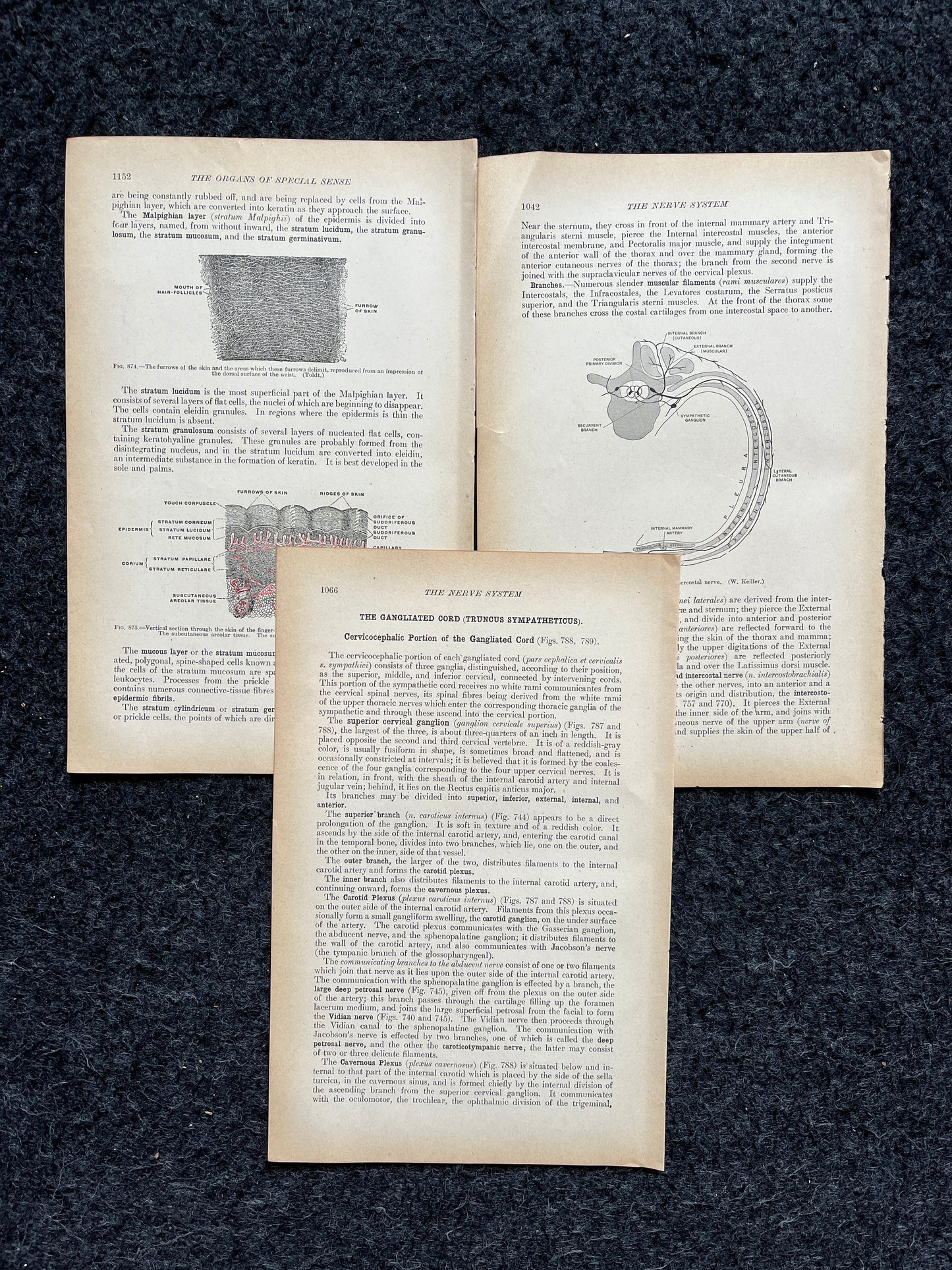 Original 1913 Anatomy Pages of Human Body, Anatomy Physiology Textbook Gifts, Teachers Aid Biology, Heart Brain Lung Art Wall Decoration