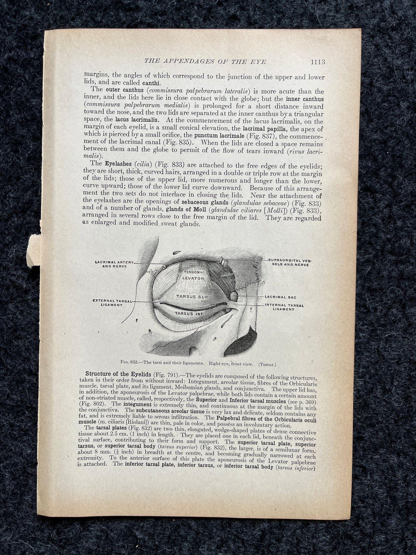 Original 1913 Anatomy Pages of Human Body, Anatomy Physiology Textbook Gifts, Teachers Aid Biology, Heart Brain Lung Art Wall Decoration