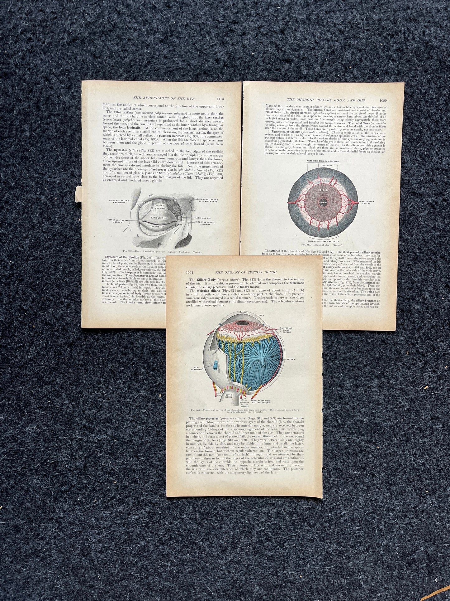 Original 1913 Anatomy Pages of Human Body, Anatomy Physiology Textbook Gifts, Teachers Aid Biology, Heart Brain Lung Art Wall Decoration