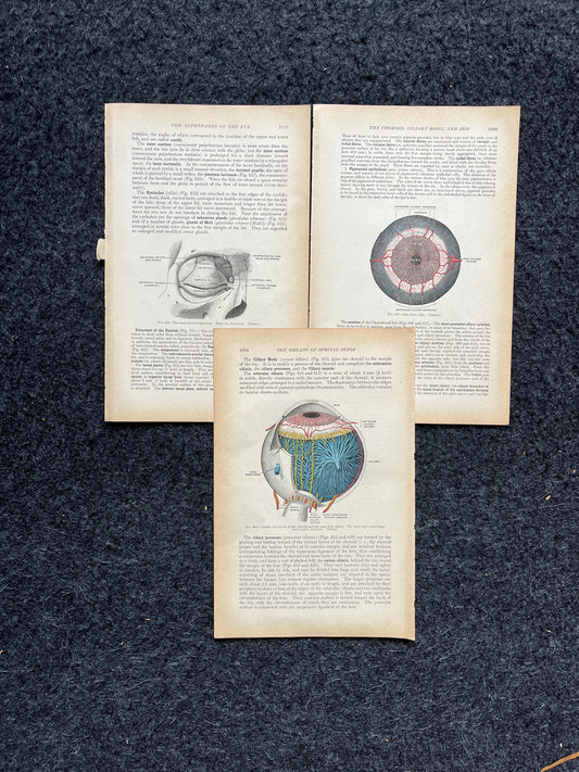 Original 1913 Anatomy Pages of Human Body, Anatomy Physiology Textbook Gifts, Teachers Aid Biology, Heart Brain Lung Art Wall Decoration
