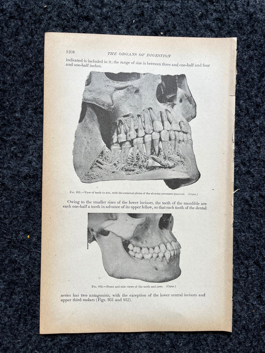 Original 1913 Anatomy Pages of Human Body, Anatomy Physiology Textbook Gifts, Teachers Aid Biology, Heart Brain Lung Art Wall Decoration