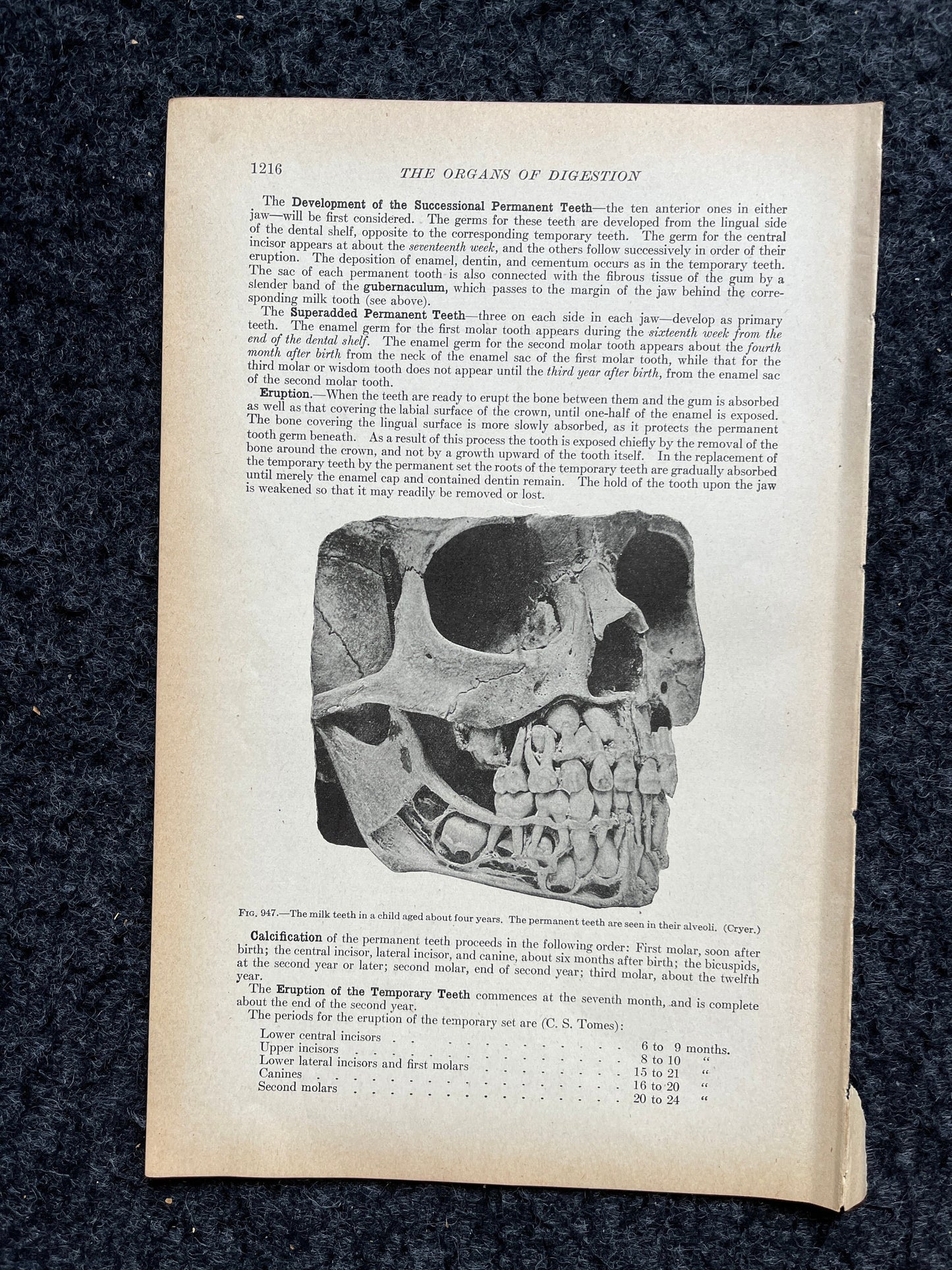 Original 1913 Anatomy Pages of Human Body, Anatomy Physiology Textbook Gifts, Teachers Aid Biology, Heart Brain Lung Art Wall Decoration