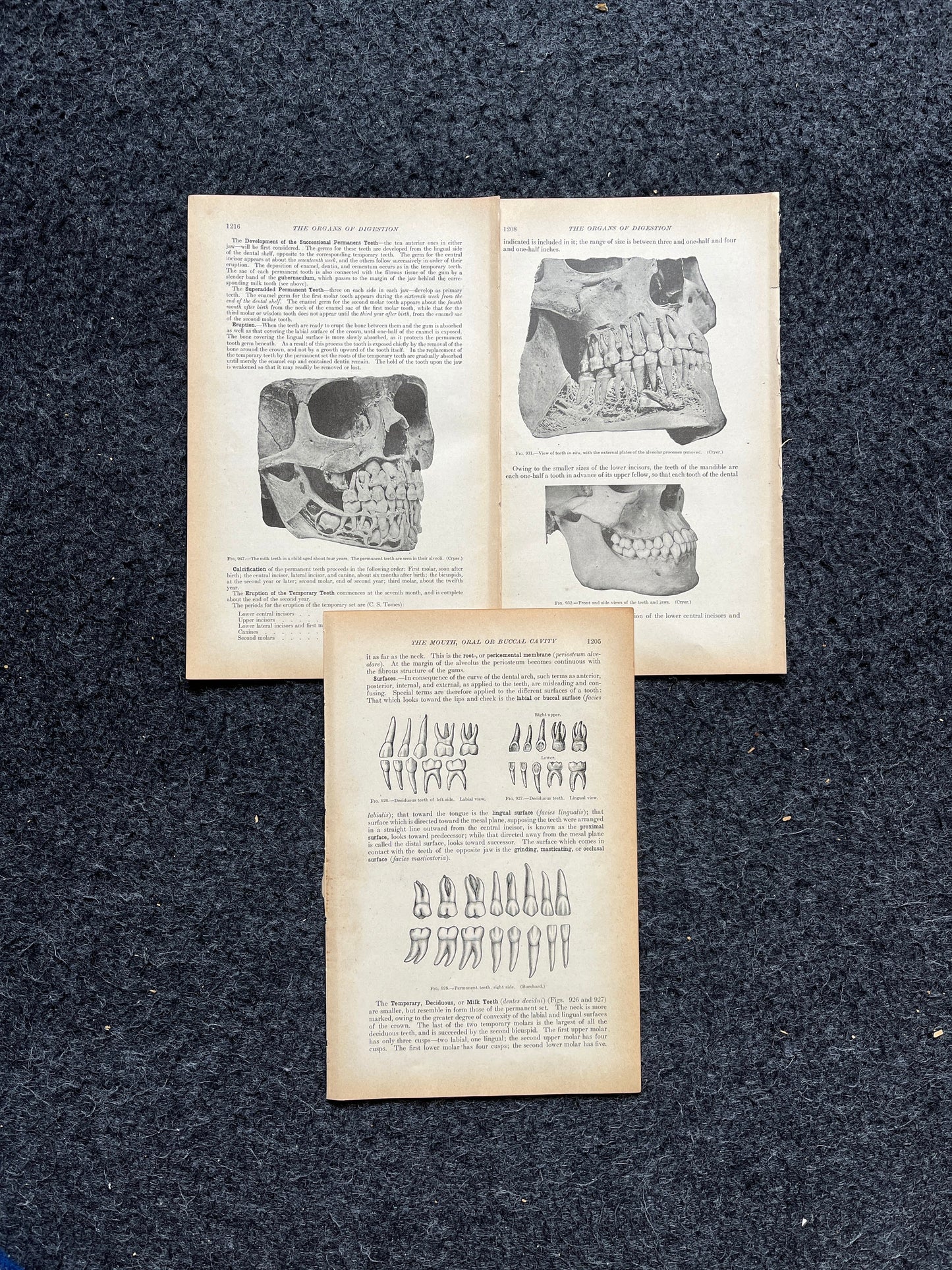 Original 1913 Anatomy Pages of Human Body, Anatomy Physiology Textbook Gifts, Teachers Aid Biology, Heart Brain Lung Art Wall Decoration