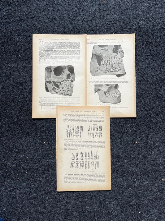 Original 1913 Anatomy Pages of Human Body, Anatomy Physiology Textbook Gifts, Teachers Aid Biology, Heart Brain Lung Art Wall Decoration