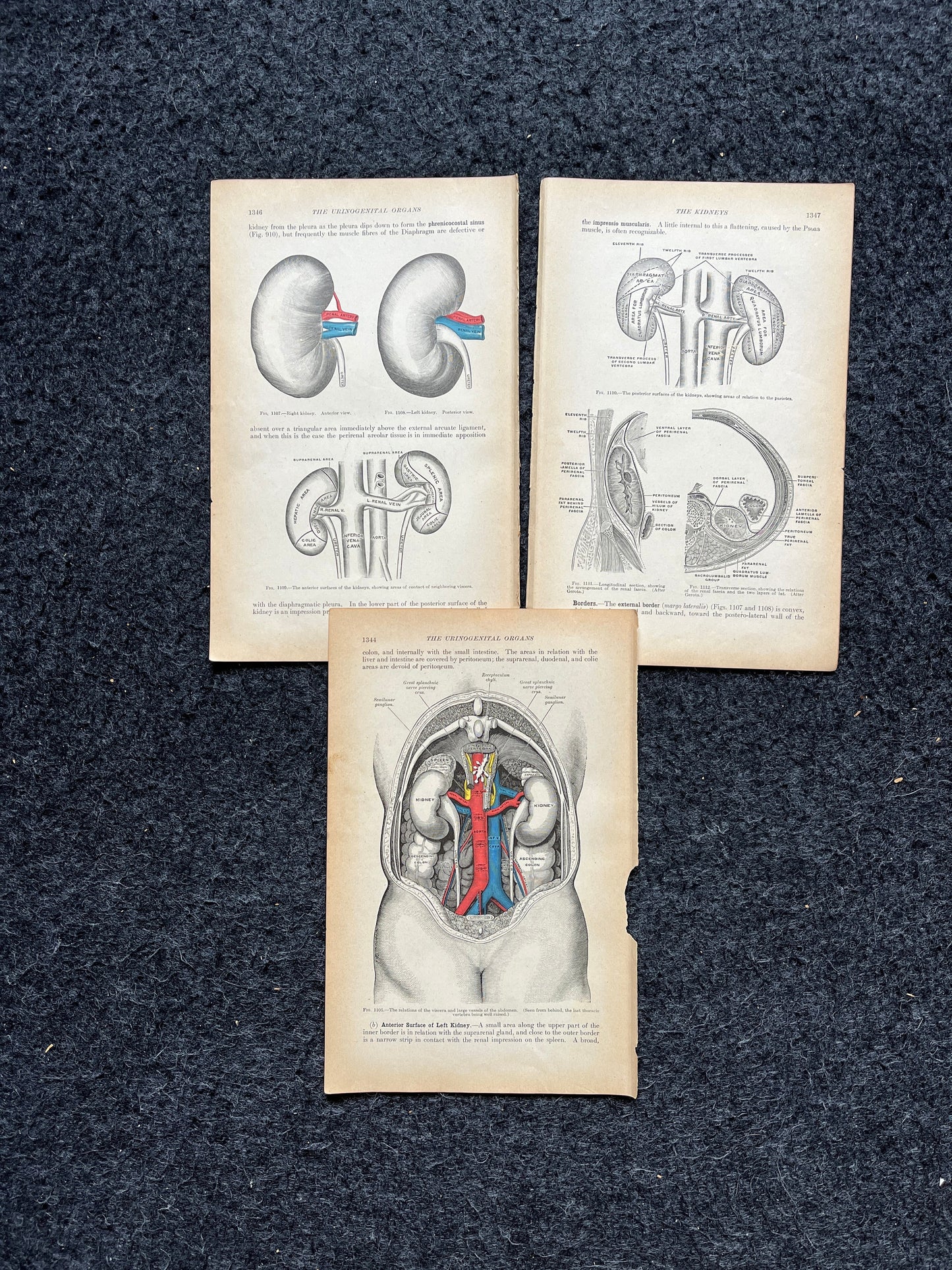 Original 1913 Anatomy Pages of Human Body, Anatomy Physiology Textbook Gifts, Teachers Aid Biology, Heart Brain Lung Art Wall Decoration